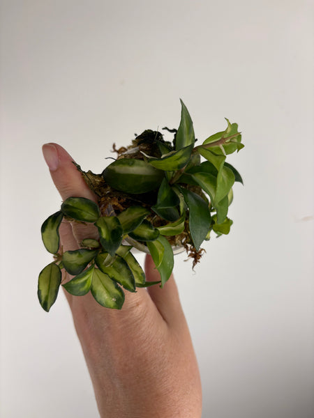 hoya lacunosa bruno C