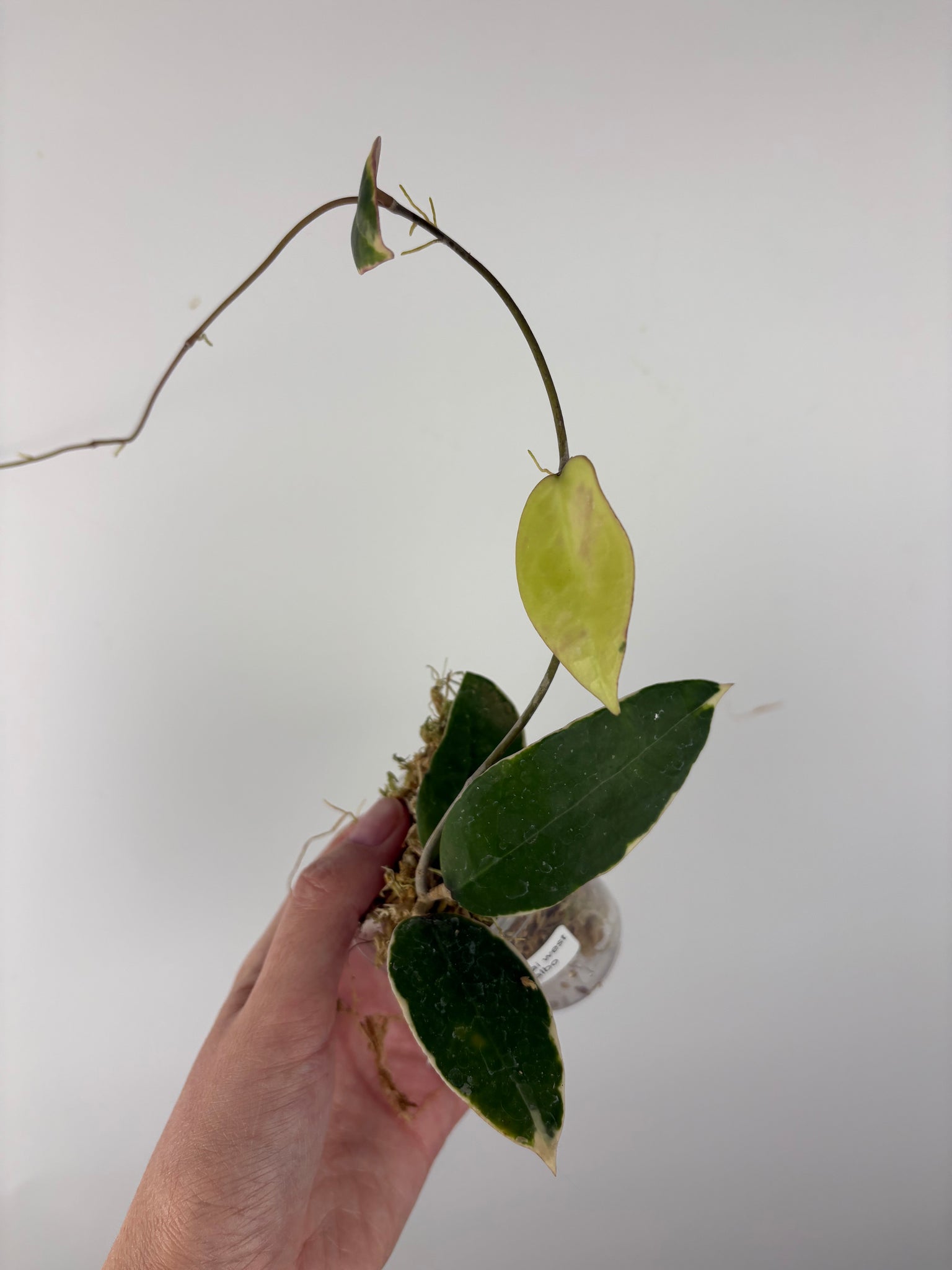 Hoya sp panglai west java albo 5