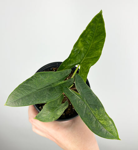 Alocasia Sulawesi green carpet Variegated D