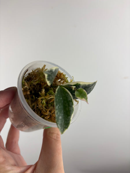 Hoya lacunosa ‘princess lumina’ A