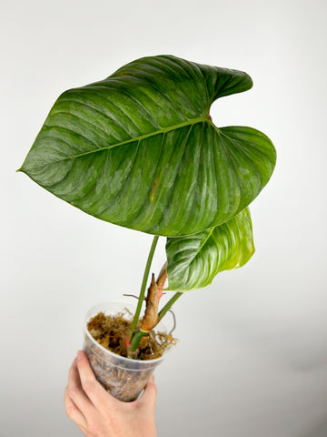 Philodendron sodiroi B AS IS