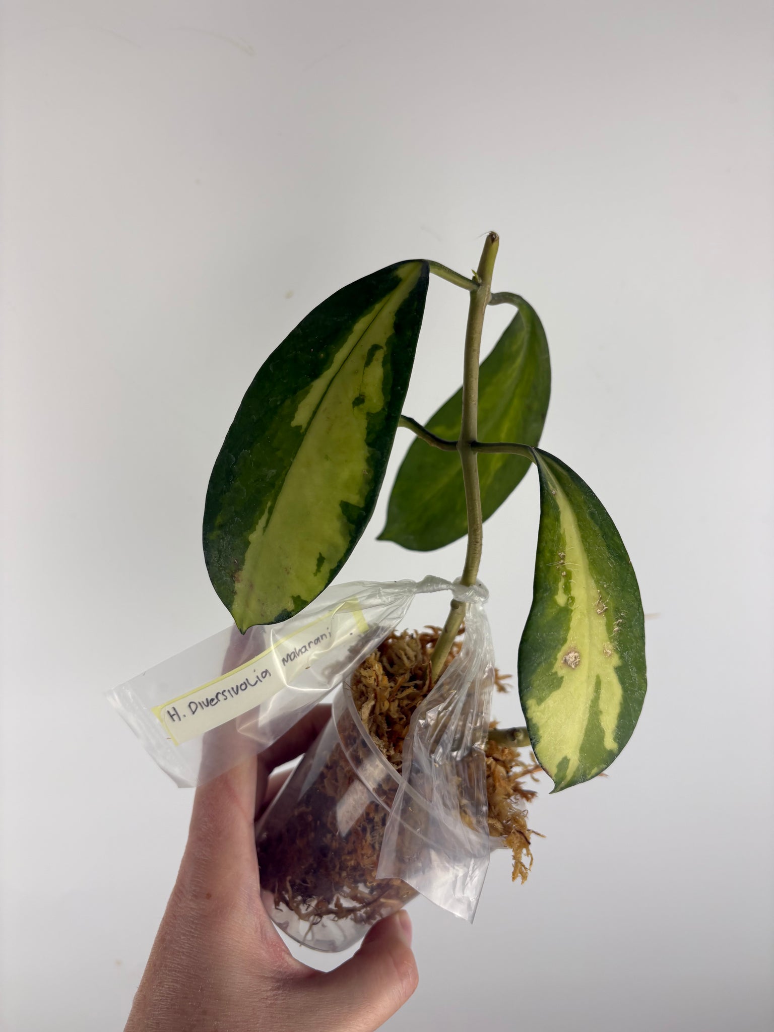 hoya diversifolia maharani A