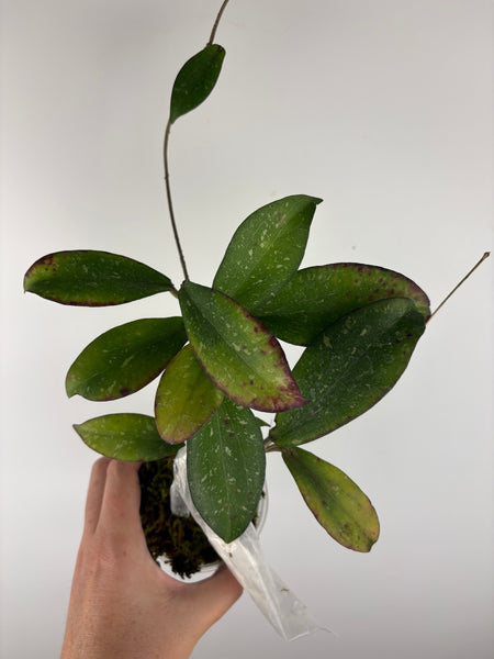 hoya erythrina