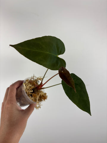 Anthurium Dark Pheonix x Fort Sherman 4