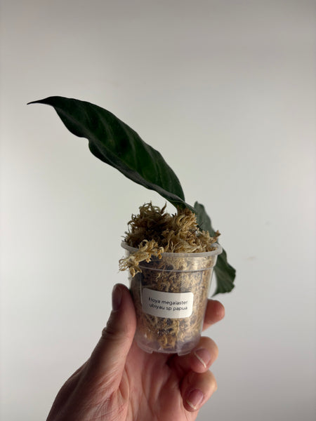 hoya Megalaster ubiyau A