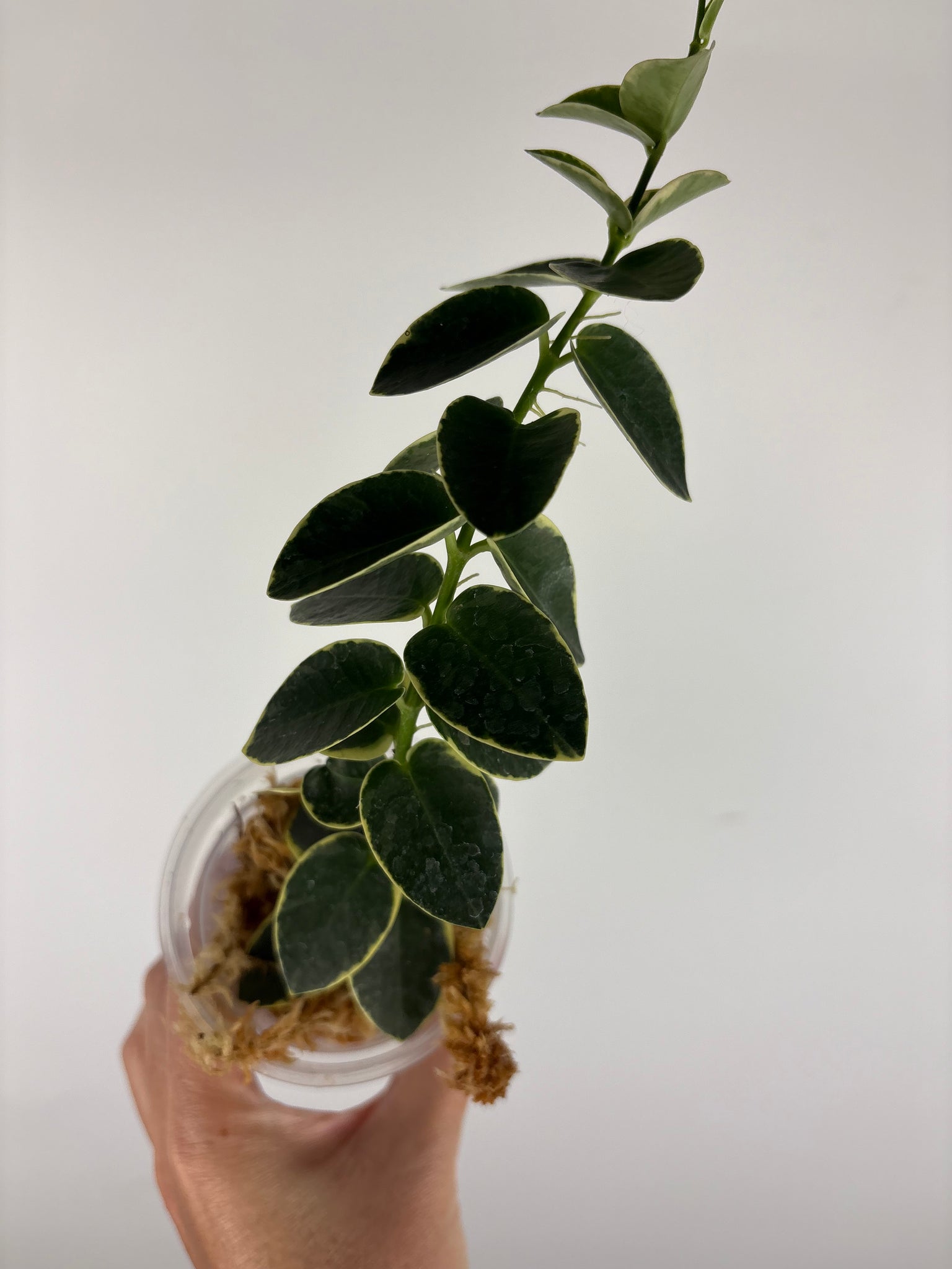 Hoya cumingiana Albo 1