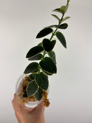 Hoya cumingiana Albo 1