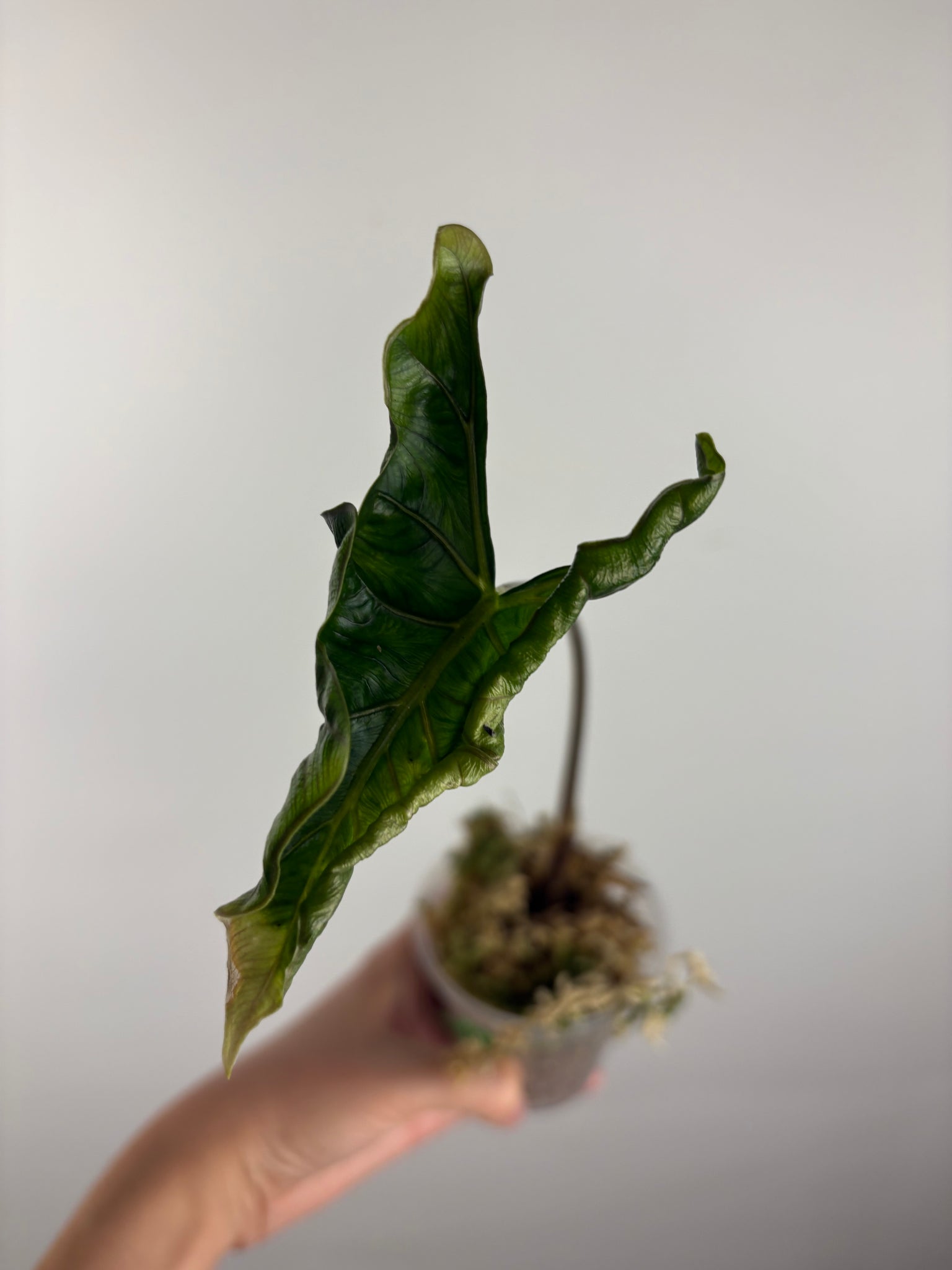 Alocasia Layla 2