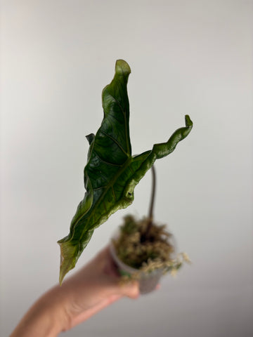 Alocasia Layla 2