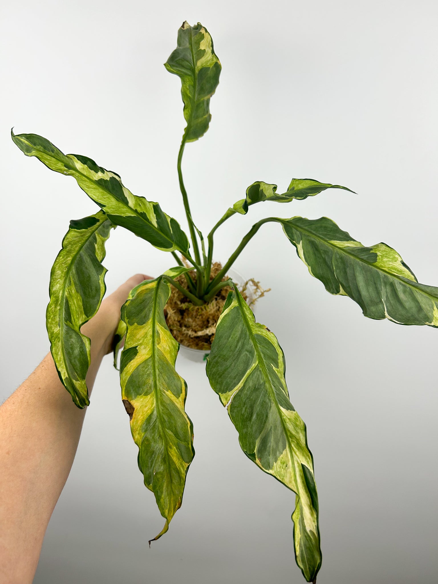 Spathiphyllum variegated A