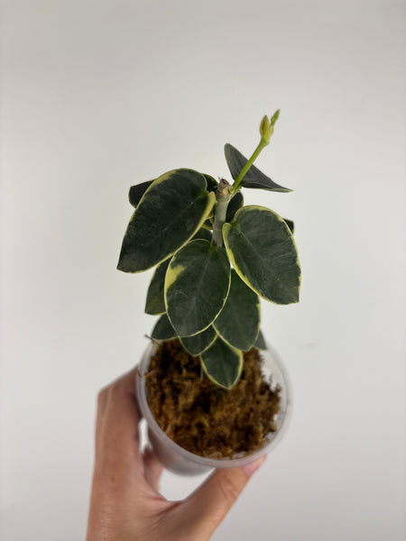 Hoya cumingiana 'Albo 4
