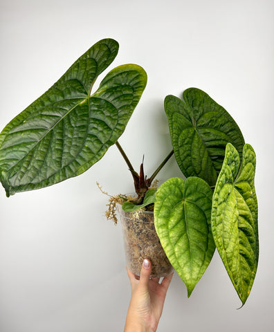 Anthurium Luxurians X Hoffmannii (Thailand)