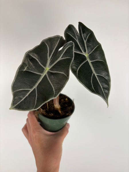 Alocasia Watsoniana Red Vein 4 inch