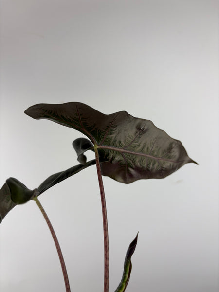 Alocasia Layla 2