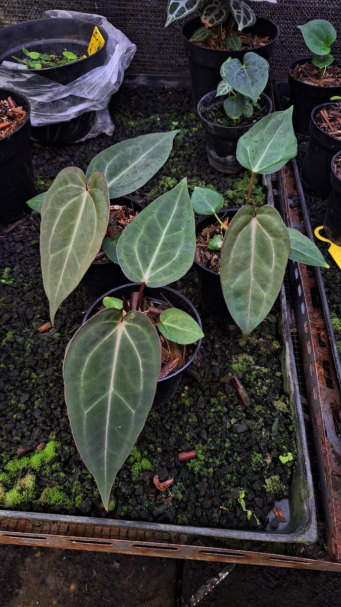 Anthurium blue papi x Michelle - Unacclimated – We Pot Plants