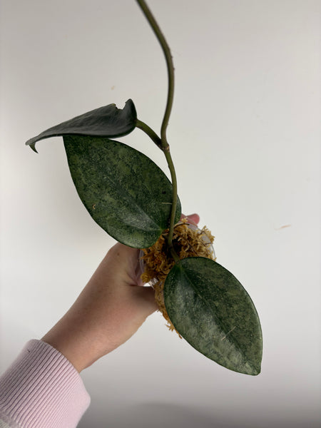 Hoya Latifolia 'rimba perak' A