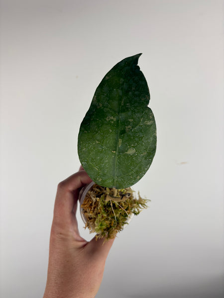 Hoya Bird of paradise A