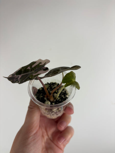 alocasia pseudo sanderiana bull pink variegated