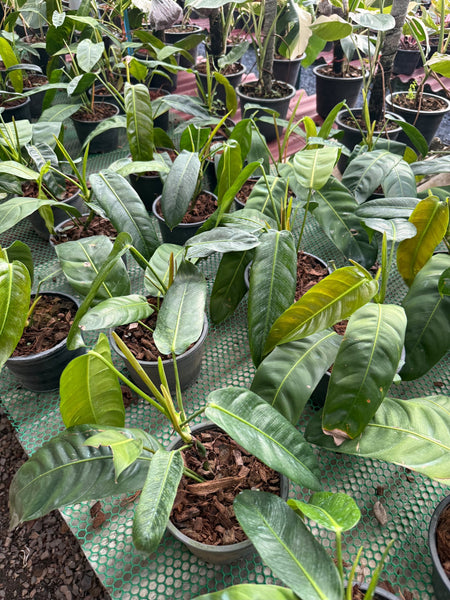 Philodendron patriciae