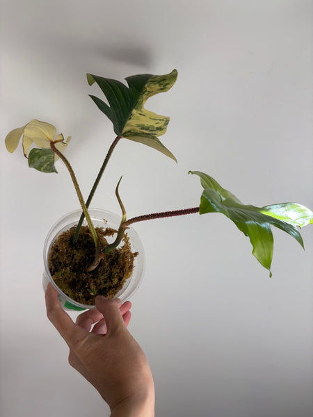 Philodendron Florida beauty x Squamiferum variegated