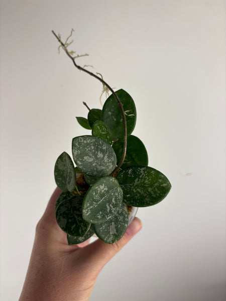 Hoya Mathilde splash A