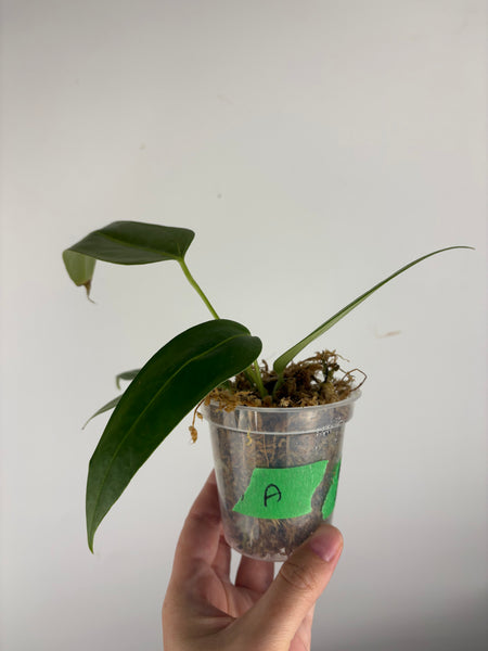 Anthurium Black sweet x farcatum A