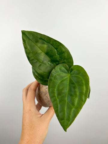 Anthurium forgetii x luxurians D (Thailand)