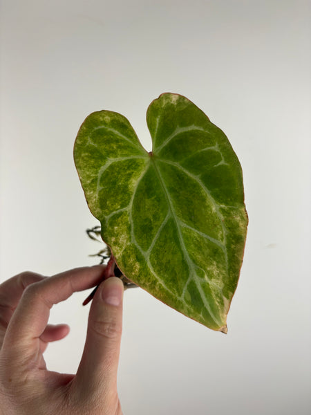 Anthurium crystallinum Petir variegated as is top cut multiple growth points