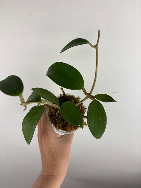 hoya haiphong