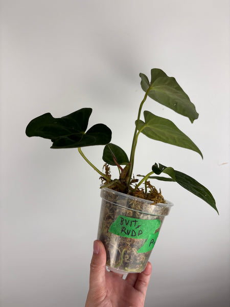 Anthurium Bvit x rvdp A2