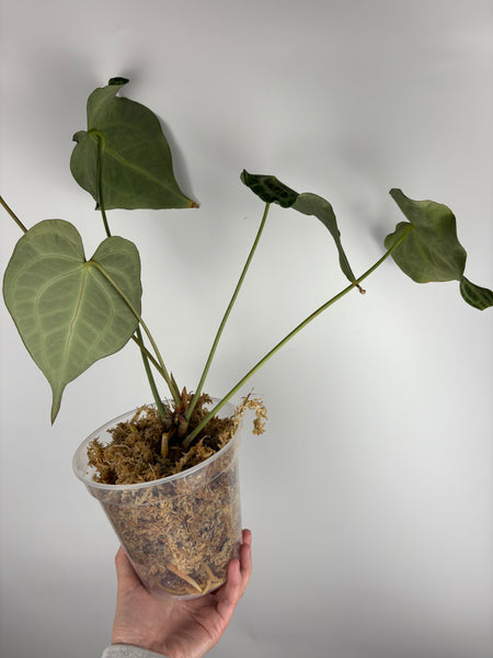 Anthurium King clari original Indonesia - Large parent plant
