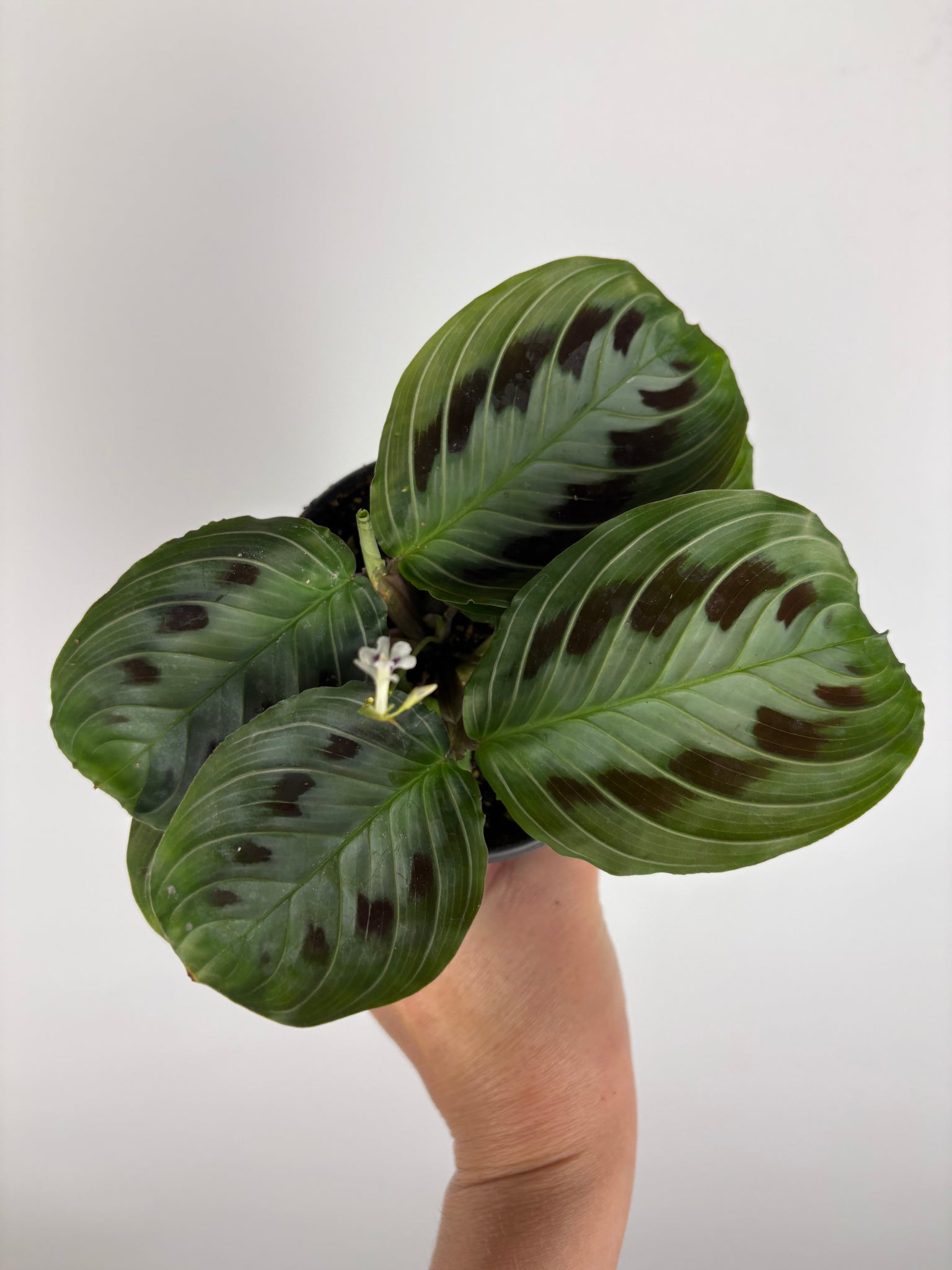Maranta 'leuconeura' Massangeana Black 4 inch