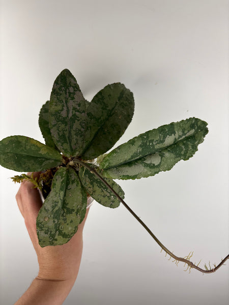 Hoya Undulata silver