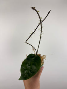hoya versteegii 4