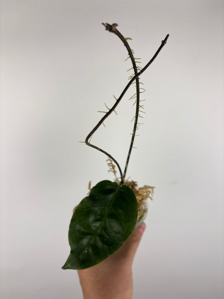 hoya versteegii 4