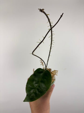hoya versteegii 4