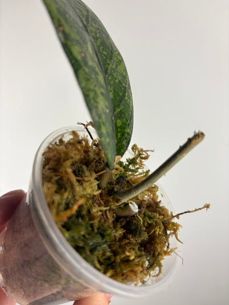 hoya sp aceh mustika 