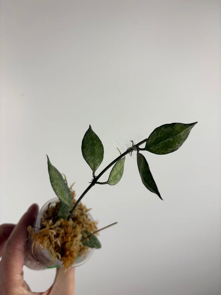 hoya lacunosa black pearl C