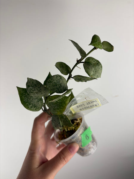 hoya lacunosa sweet love B