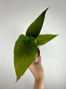 Anthurium red spider