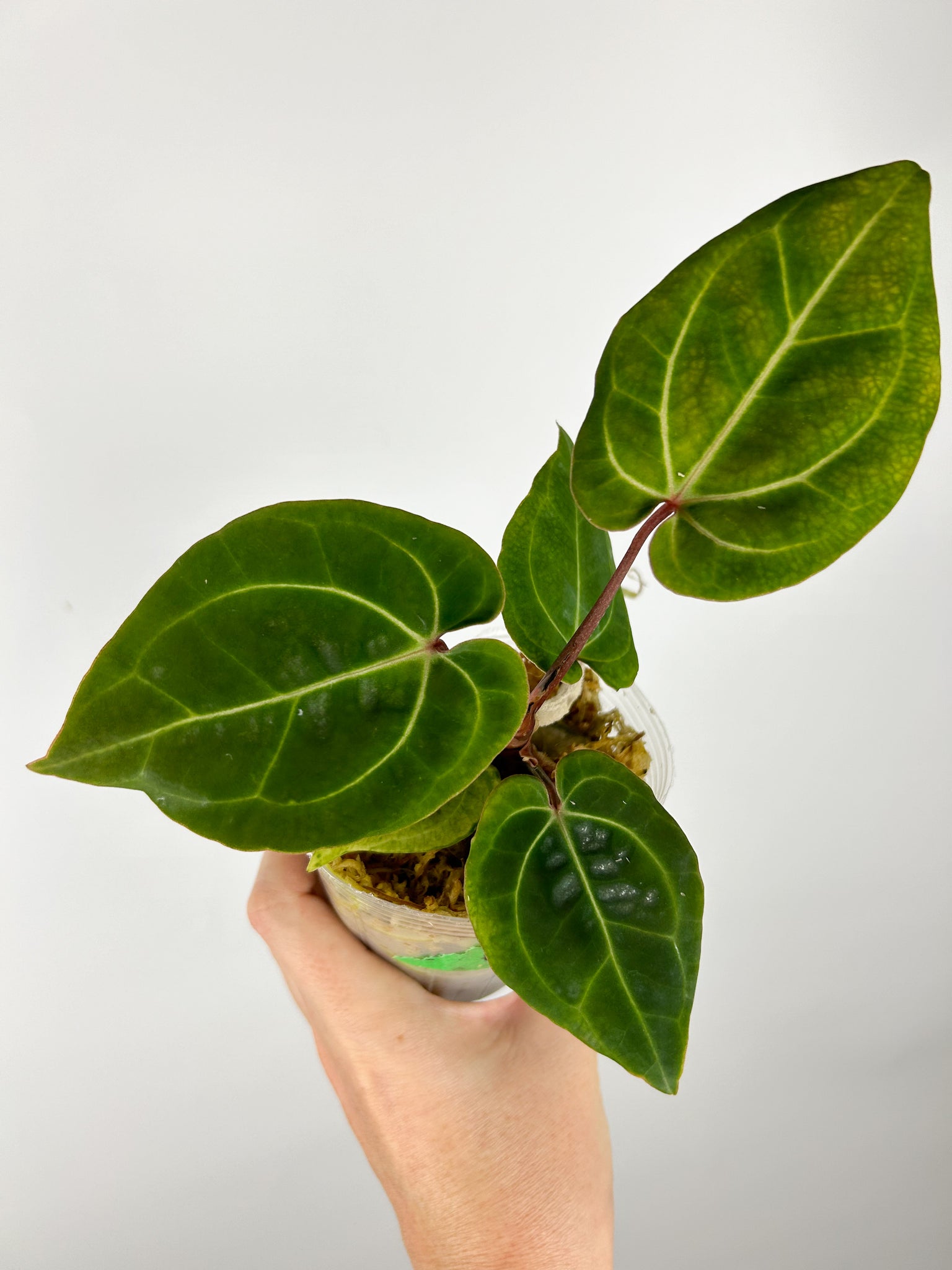 Anthurium Besseae aff x Besseae aff F (Thailand)