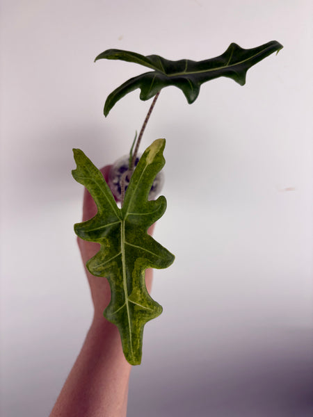 Alocasia portei variegated