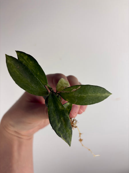 hoya lacunosa peridot cutting