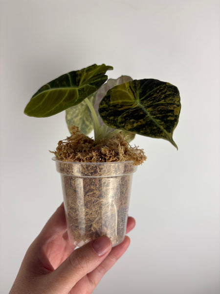 Alocasia black velvet gold (Thailand)
