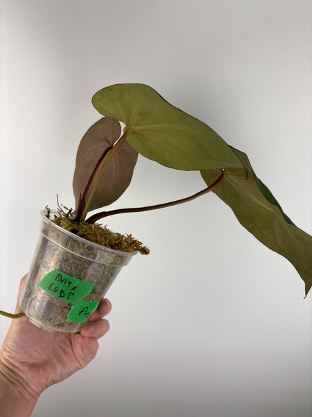 Anthurium Bvit x rvdp A22