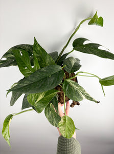 Epipremnum pinnatum Albo Variegated 6 inch