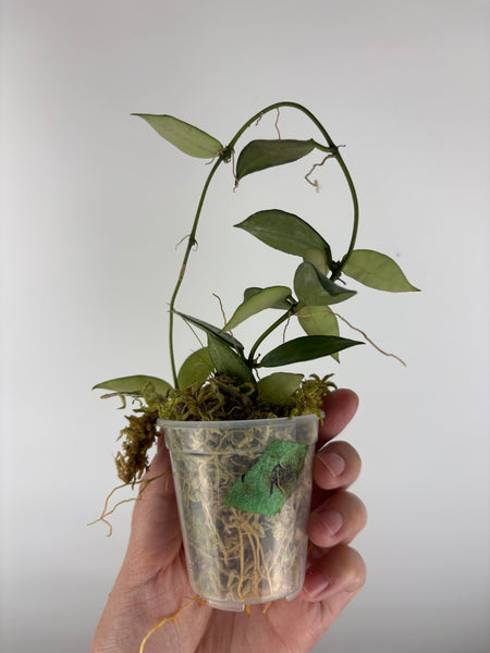 Hoya Lacunosa peridot low var