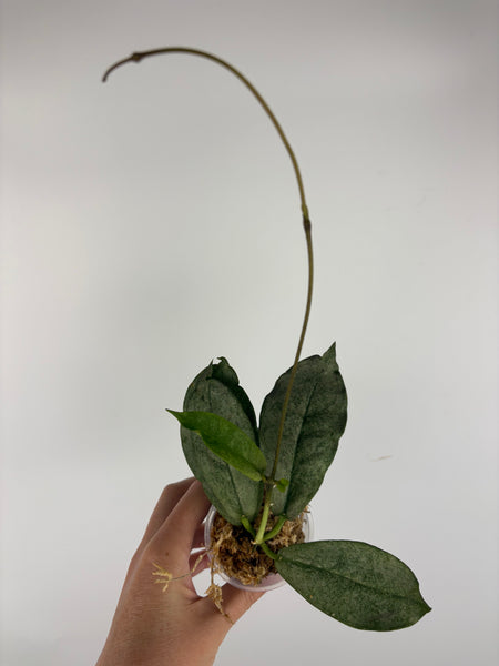 Hoya mitrata silver sp kapuas hulu 8