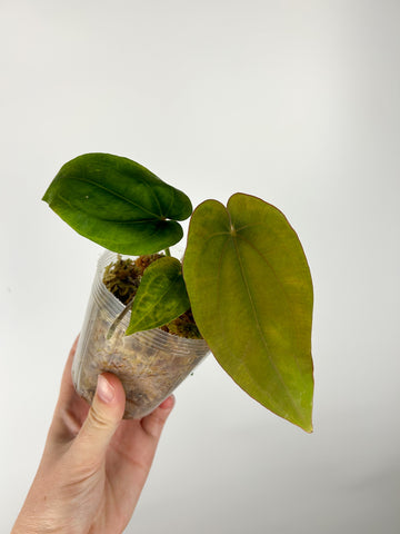 Anthurium Dresselri x Dresselri B (Thailand)