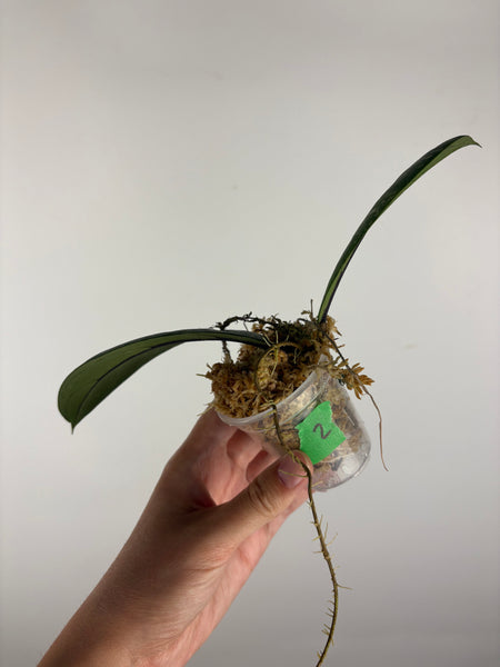 Hoya vitellinoides sp bengkulu 2